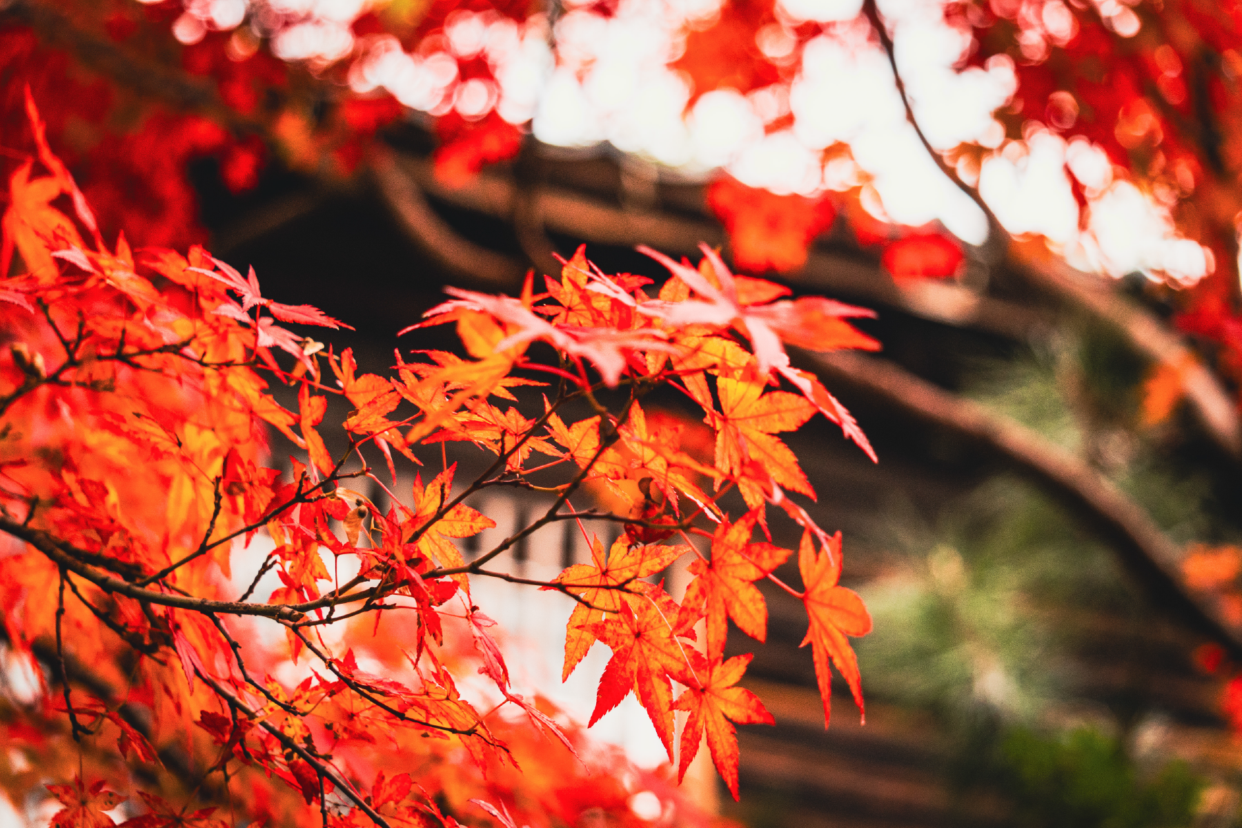 未来のパッケージ